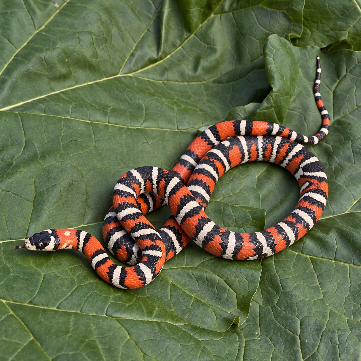Arizona mountain kingsnake