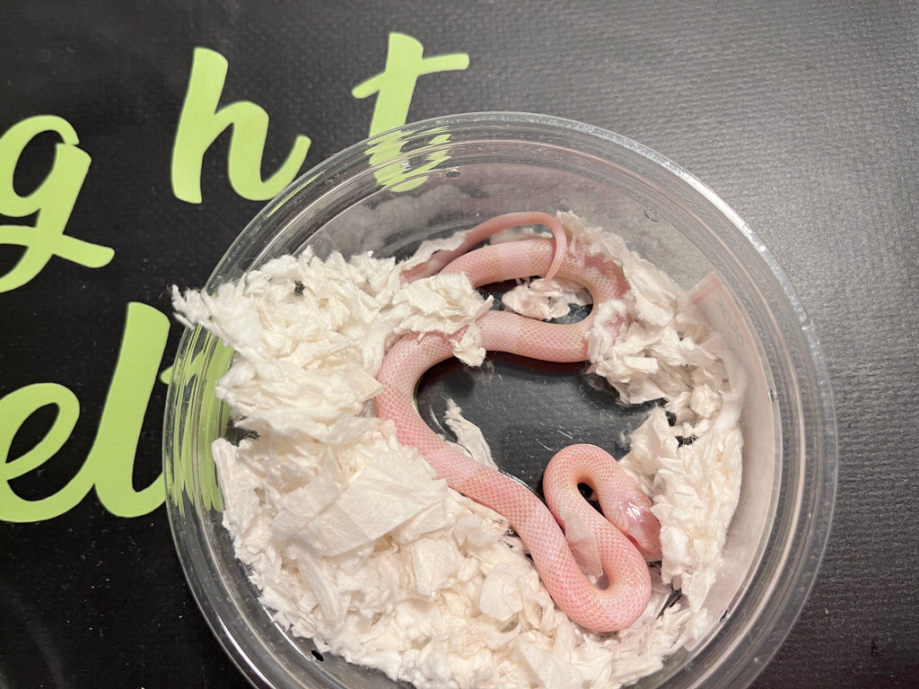 Honduran snow male 1