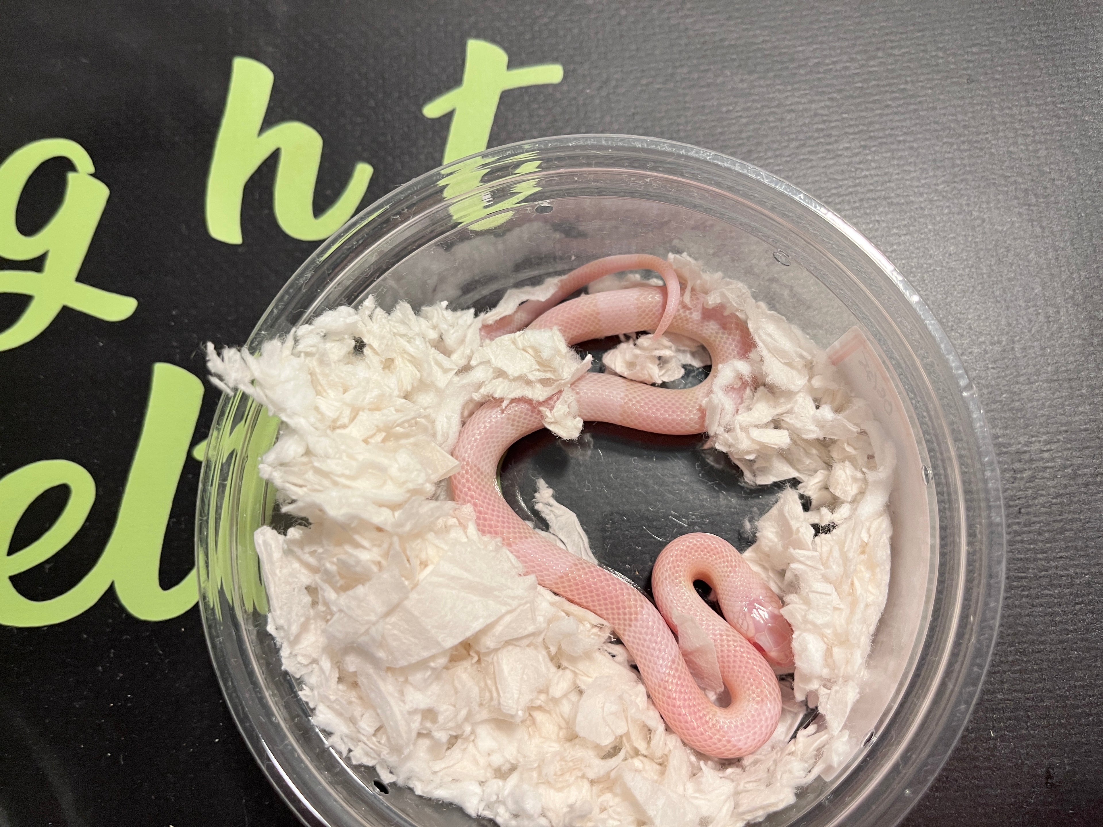 Honduran snow male 1