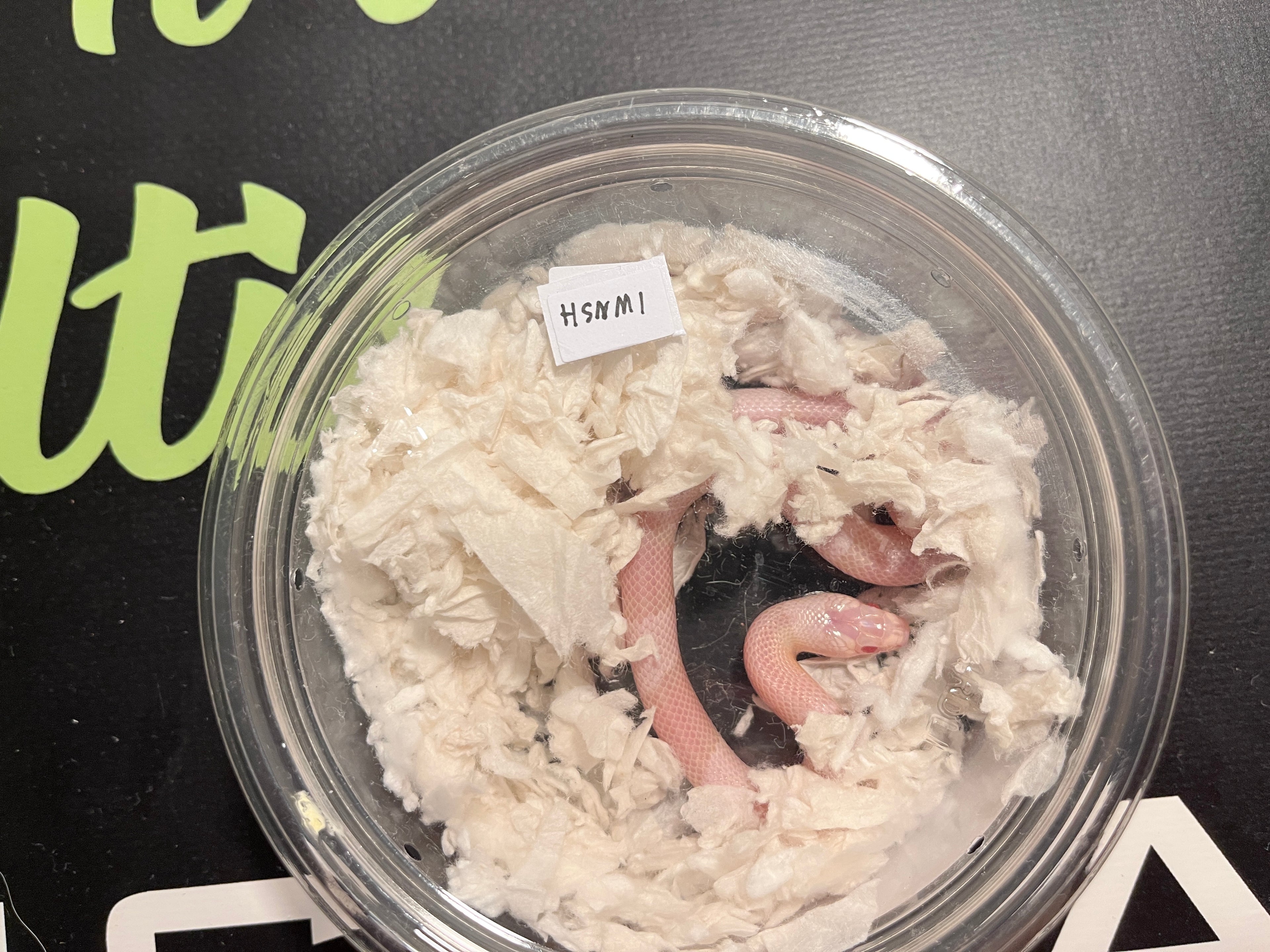 Honduran snow male 1