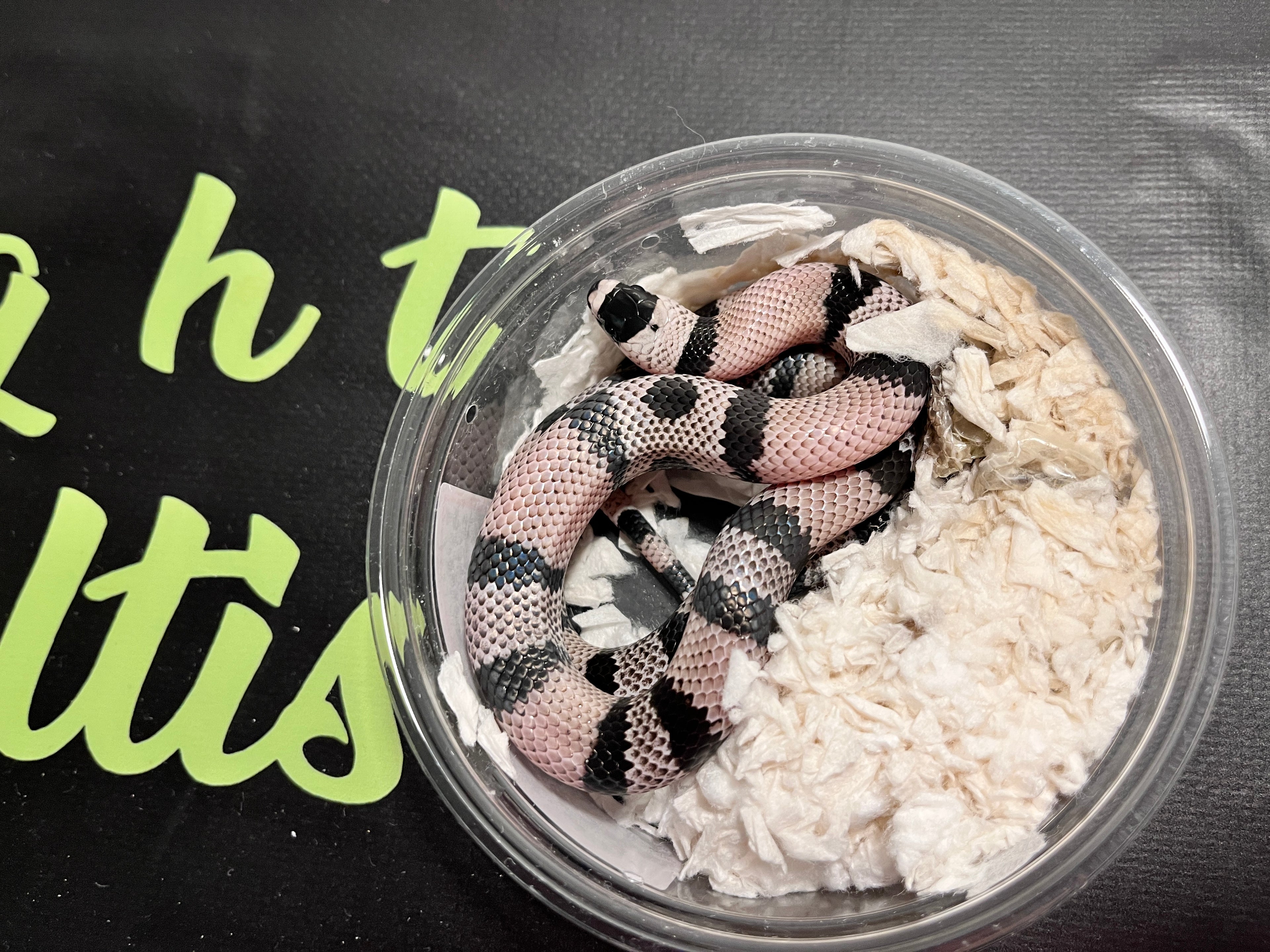 Honduran anery male 1