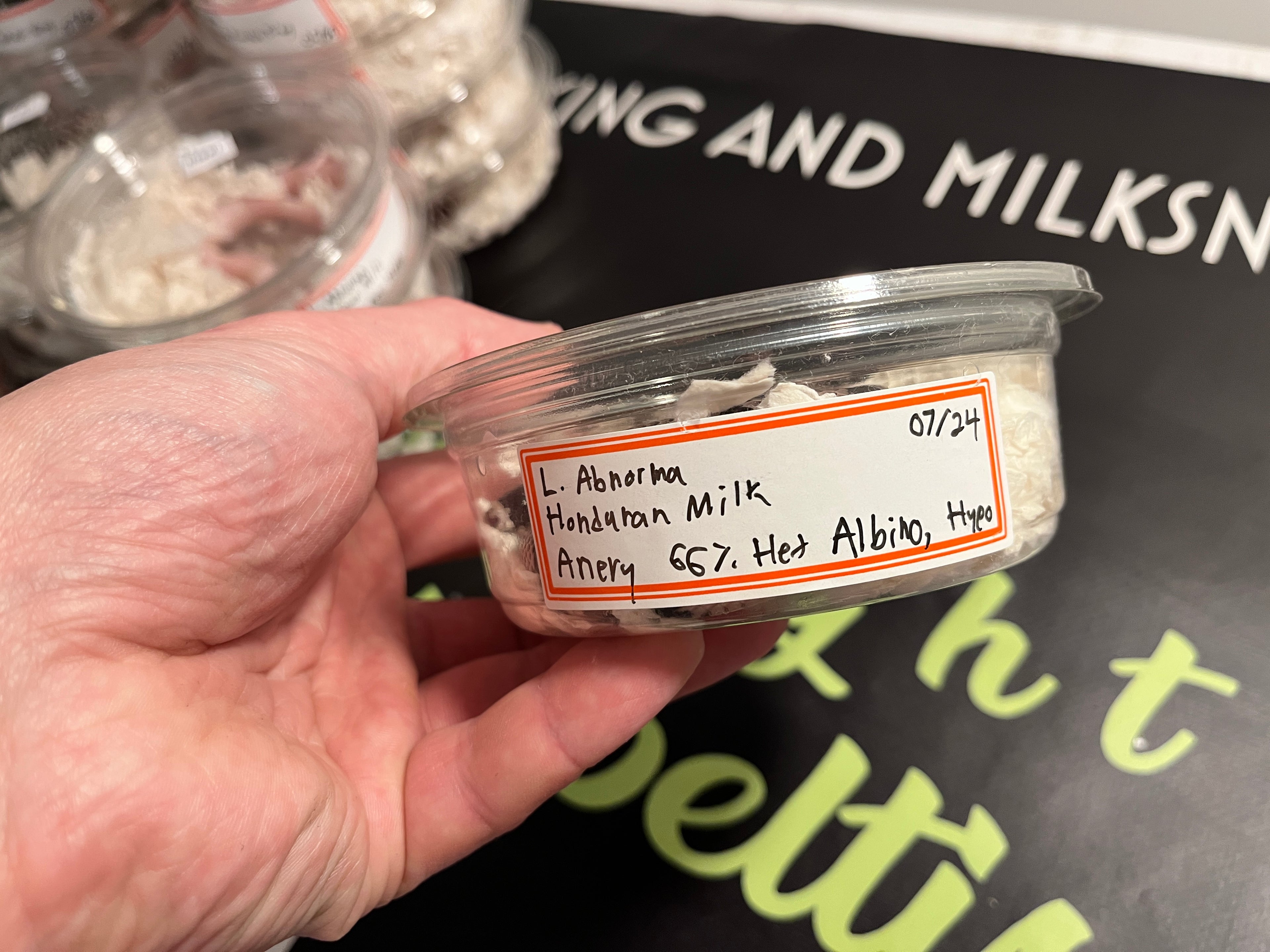 Honduran anery male 1