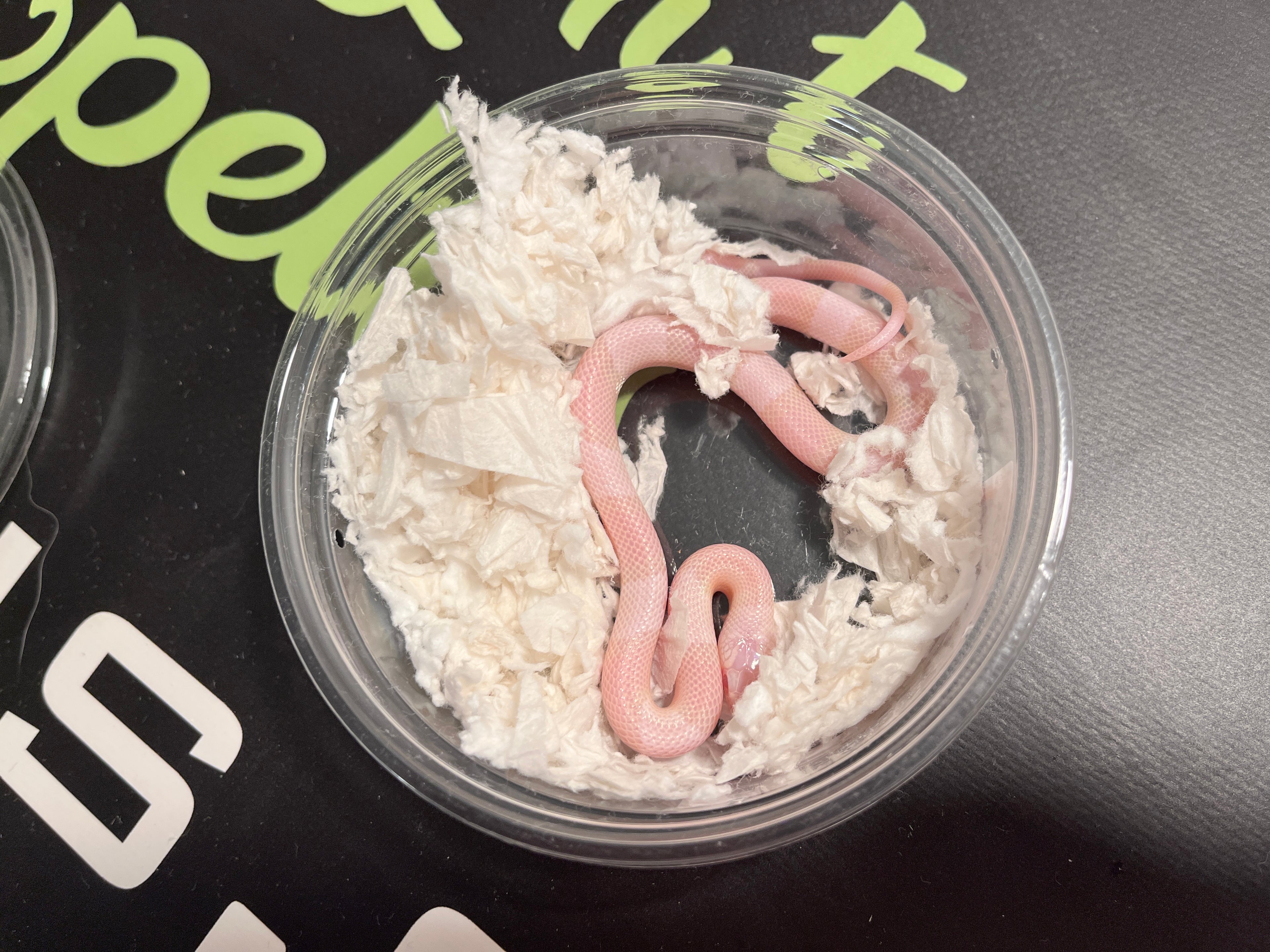 Honduran snow male 1