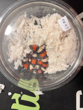 Pueblan Hypo Male 2