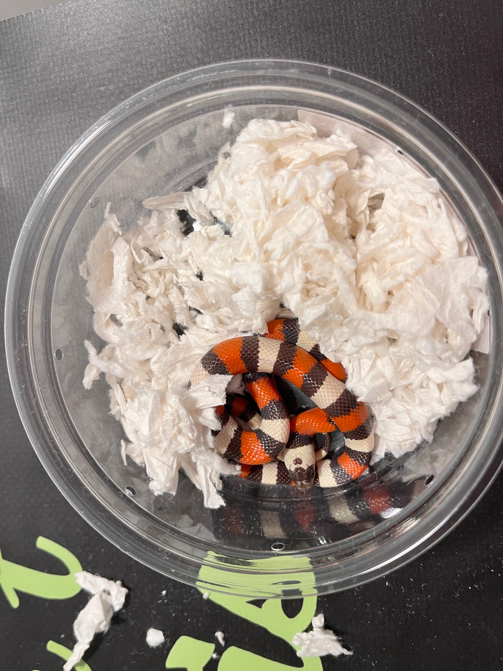 Pueblan Hypo Male 2