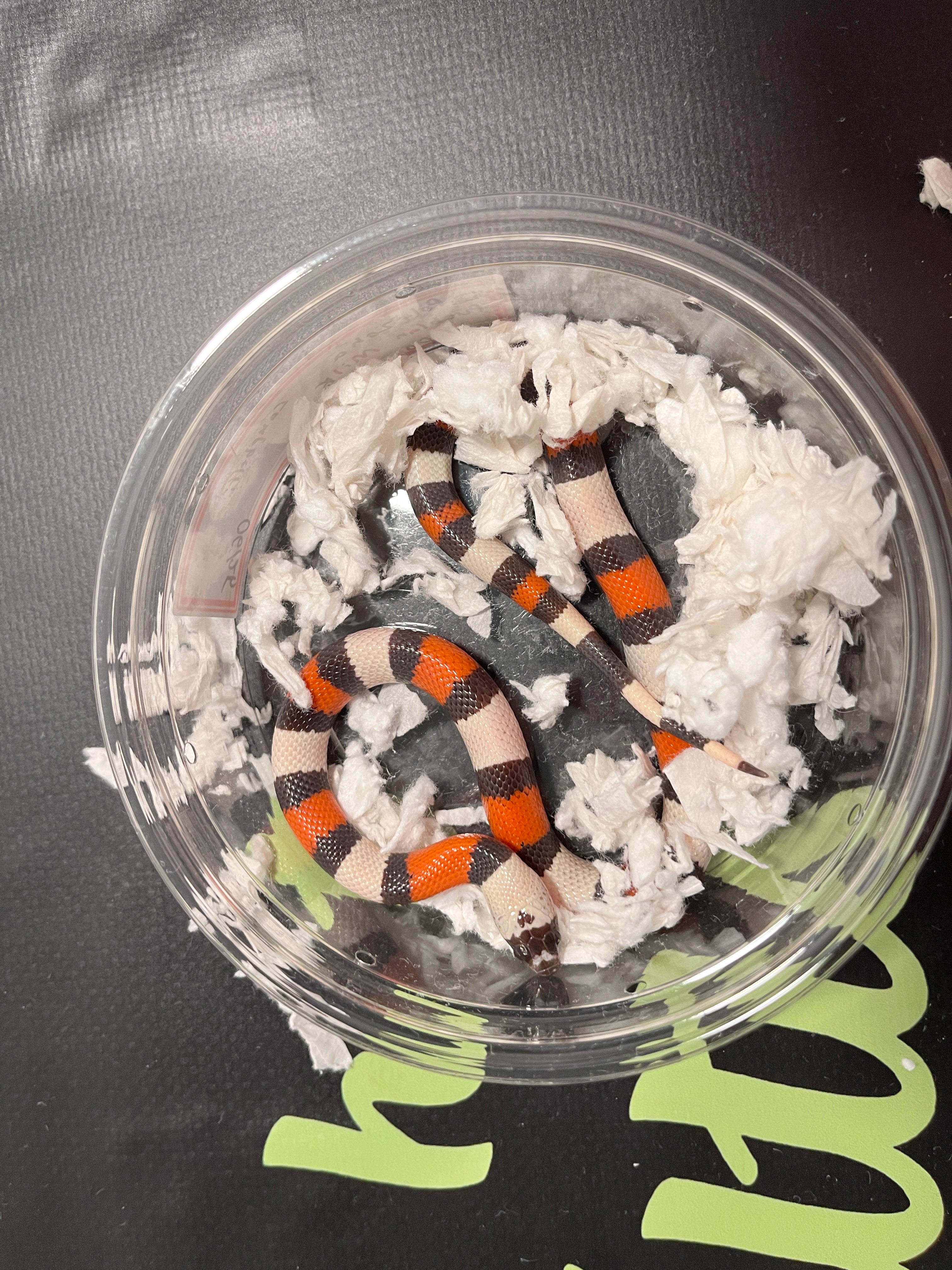 Pueblan Hypo Female 2