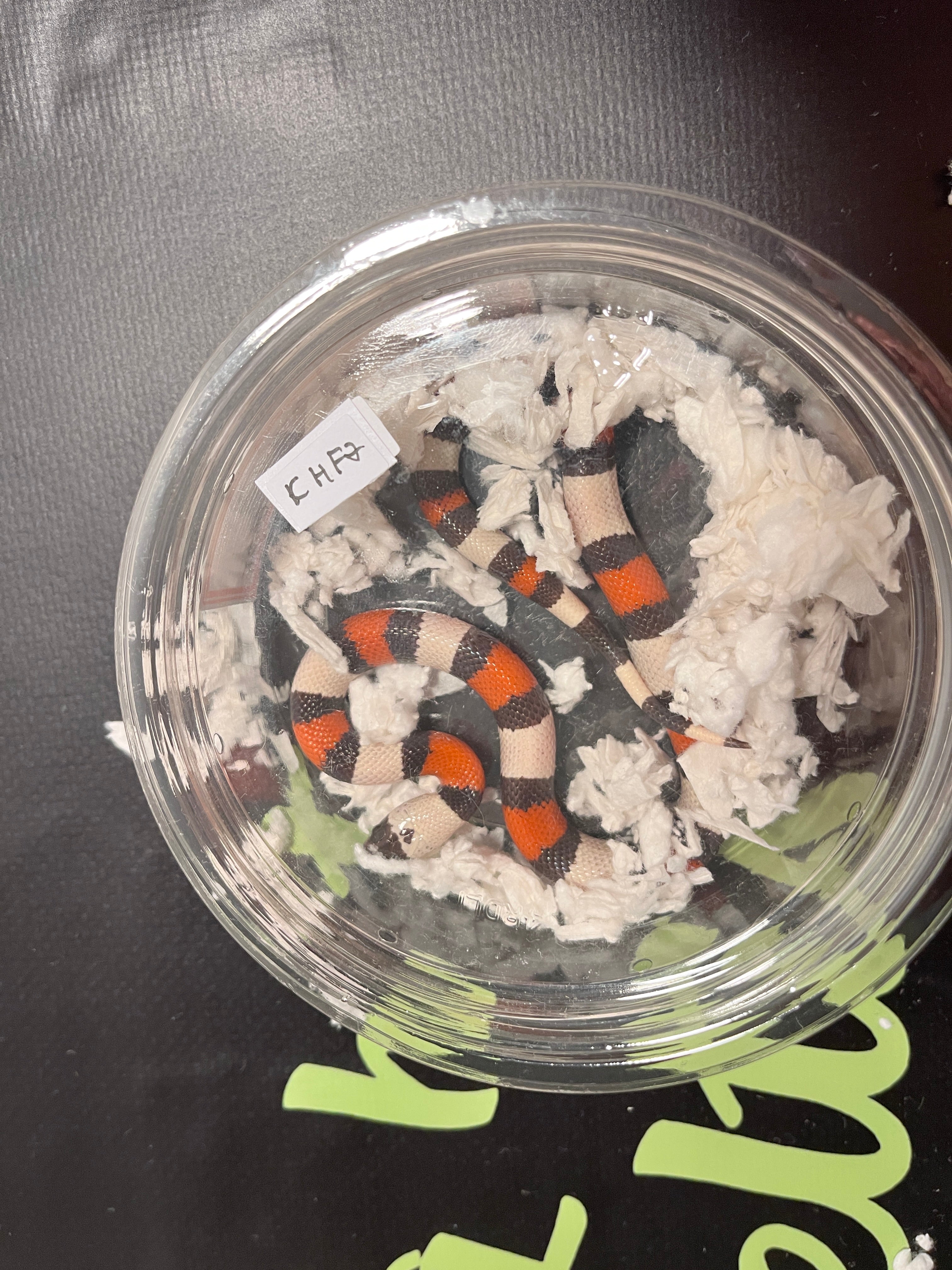 Pueblan Hypo Female 2