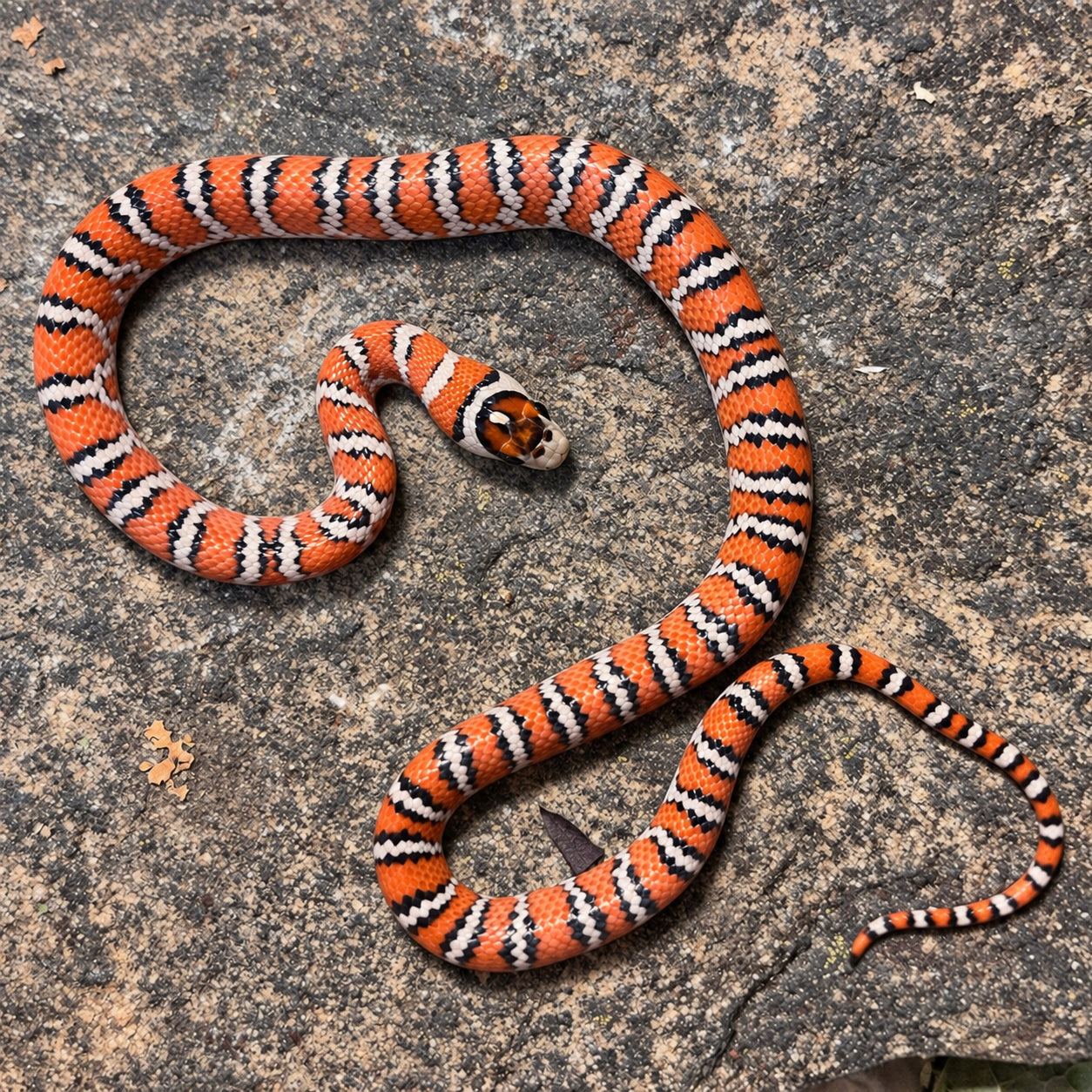 Knobloch’s mountain kingsnake