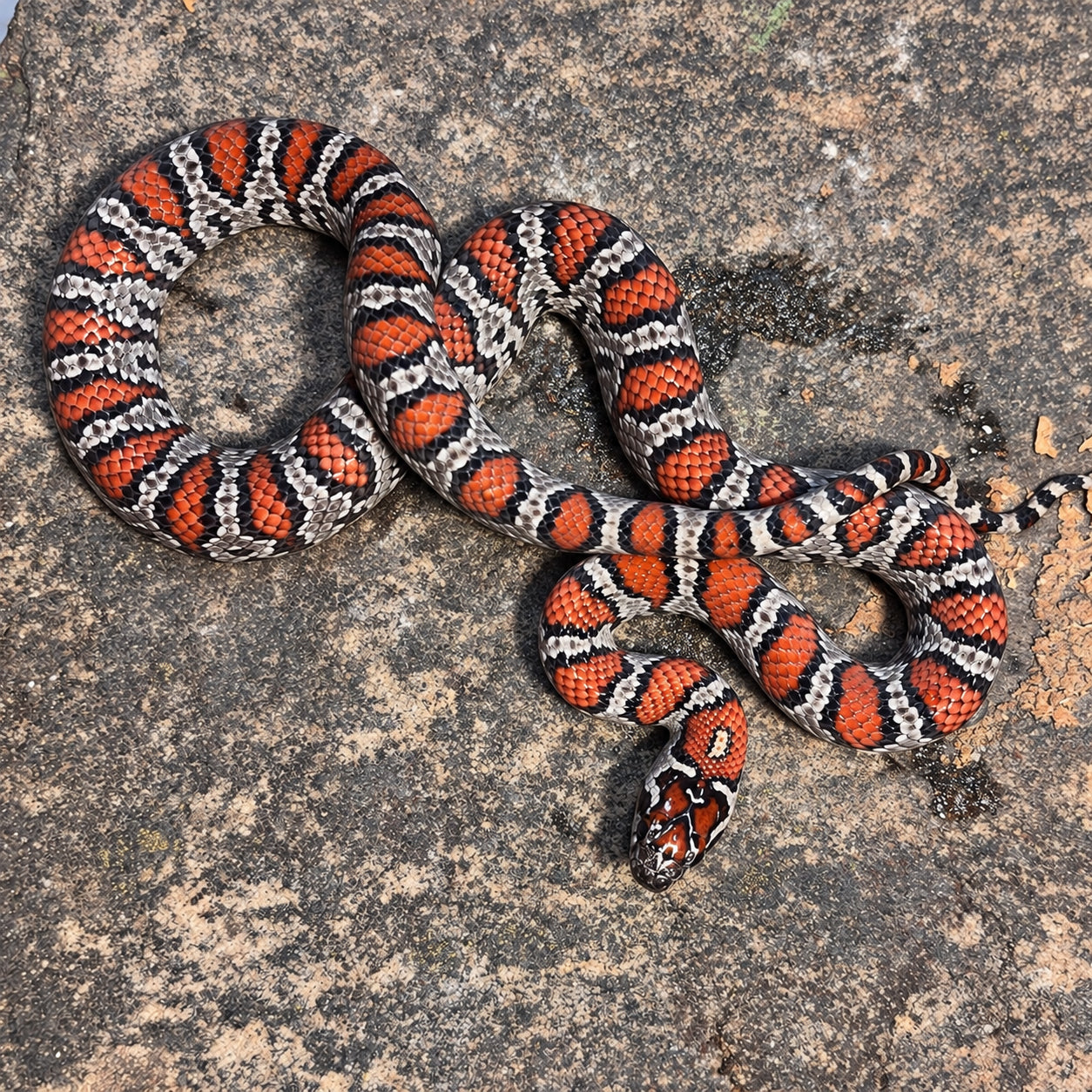 San Luis Potosí kingsnake