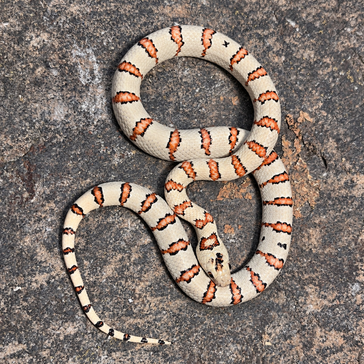 Variable kingsnake